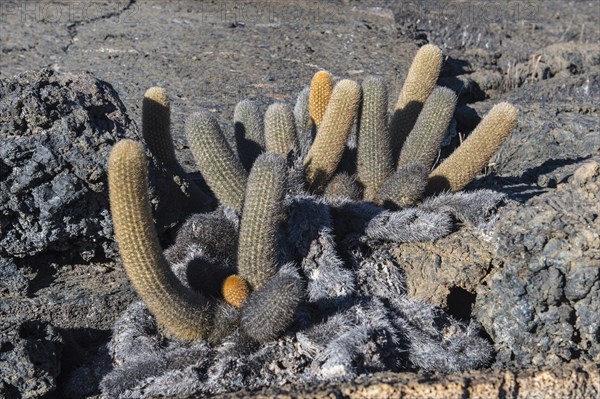 Lava Cactuses (Brachycereus nesioticus)