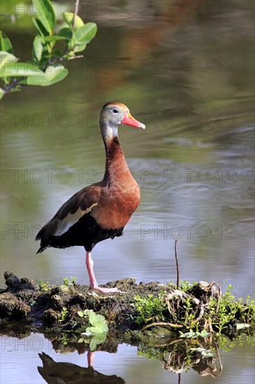 Black-bellied Whistling Duck (Dendrocygna autumnalis)