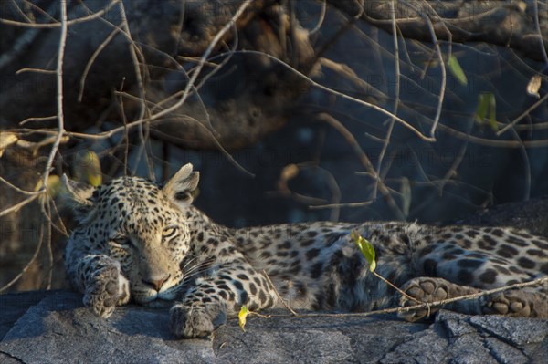 Tired Leopard (Panthera pardus)