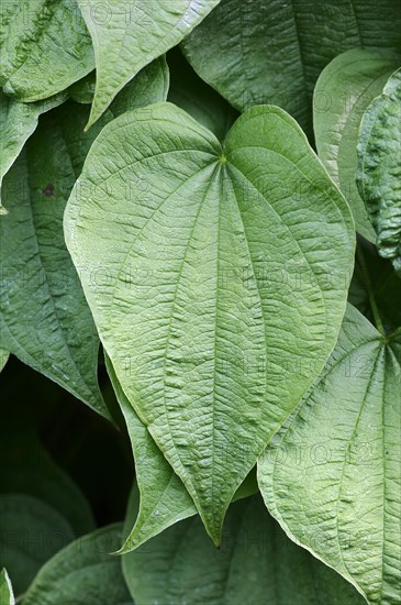 Fourleaf Yam or Wild Yam (Dioscorea villosa)