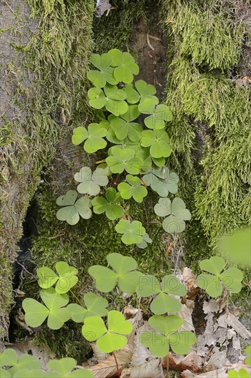 Wood Sorrel (Oxalis acetosella)