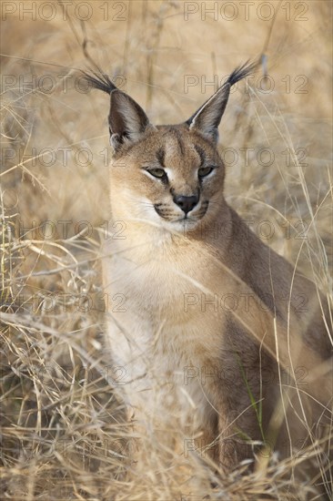 Caracal (Caracal caracal)