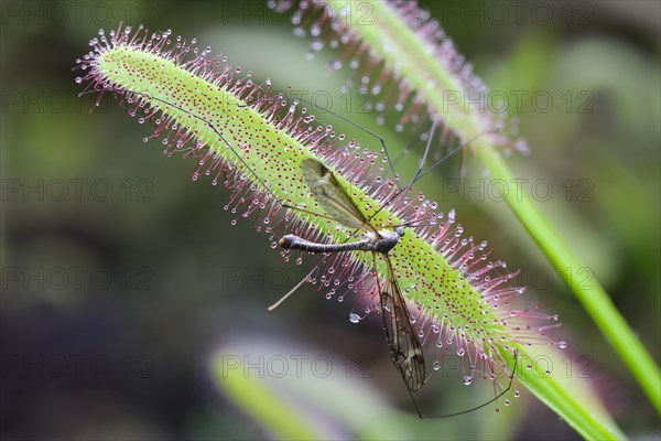 Cape Sundew (Drosera capensis) with a trapped fly