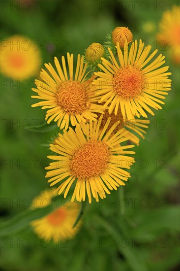 British Yellow-head or Yellowhead