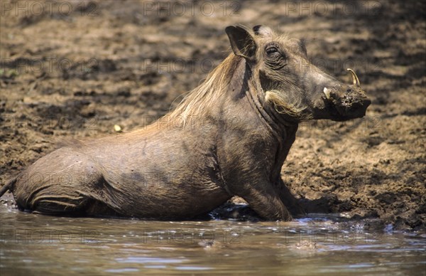 Warthog (Phacochoerus aethiopicus)