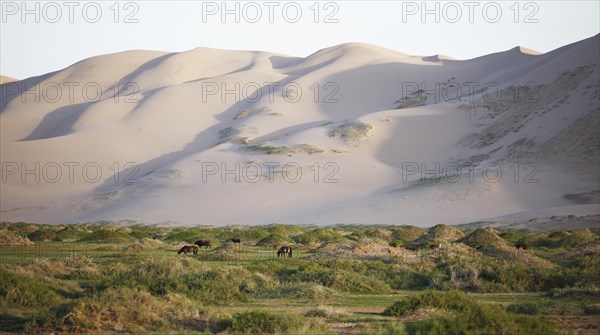 Mongolian horses and cattle grazing in the grass landscape in front of the large sand dunes of Khongoryn Els