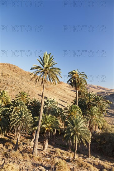 Palm grove