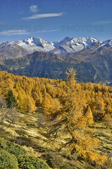 Larch forest (Larix) in autumn