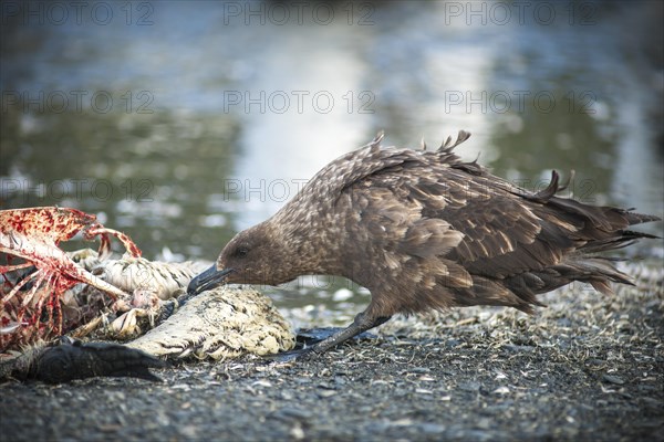 South Polar Skua (Stercorarius maccormicki) feeding on the carcass of a King Penguin (Aptenodytes patagonicus)