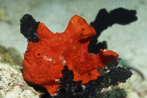 Painted Frogfish (Antennarius pictus)