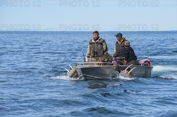 Walrus hunters