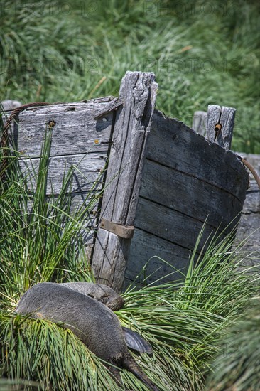 A decaying wooden boat of the whalers with an Antarctic Fur Seal (Arctocephalus gazella)