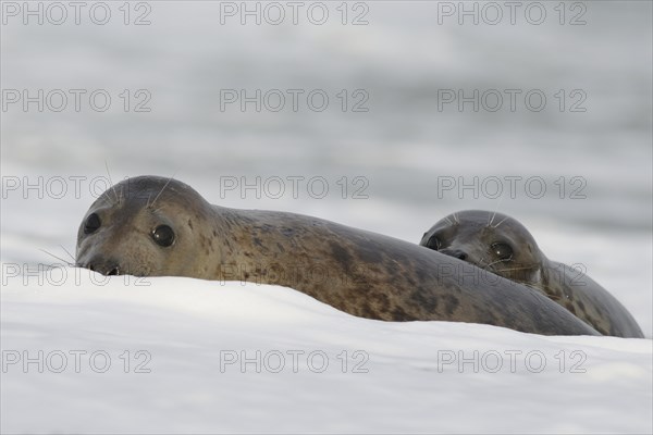 Grey Seals (Halichoerus grypus)