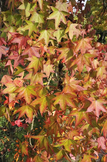 American Sweetgum tree (Liquidambar styraciflua)