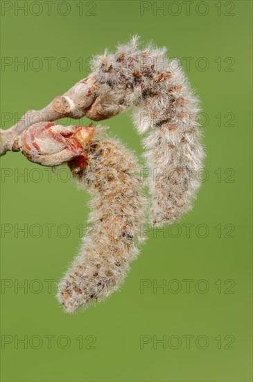 Grey Poplar (Populus canescens)