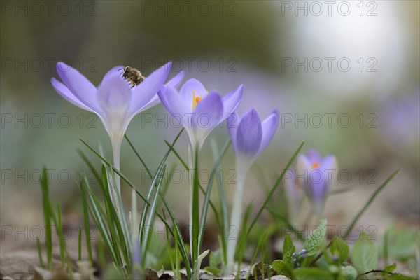 Early Crocuses (Crocus tommasinianus)