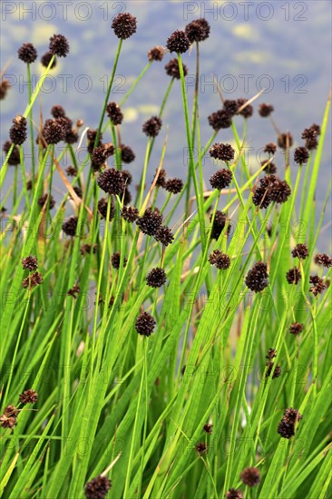 Swordleaf Rush (Juncus ensifolius)