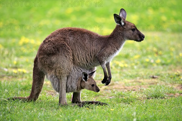 Kangaroo Island Kangaroos (Macropus fuliginosus fuliginosus)