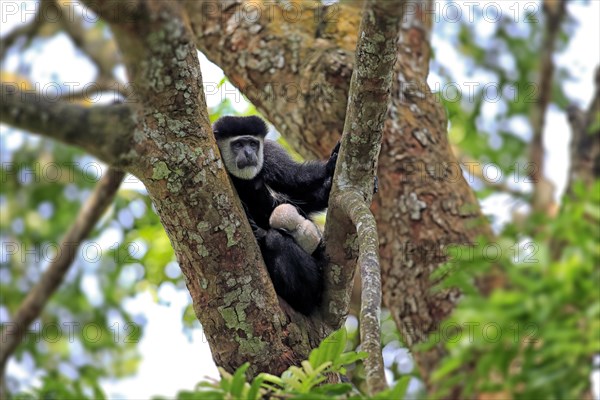 Angolan Colobus or Angola Colobus (Colobus angolensis)