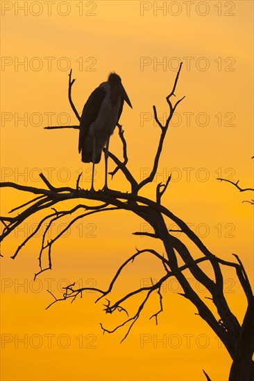 Silhouette of a Marabou stork (Leptoptilos crumeniferus) on a dead tree at sunset