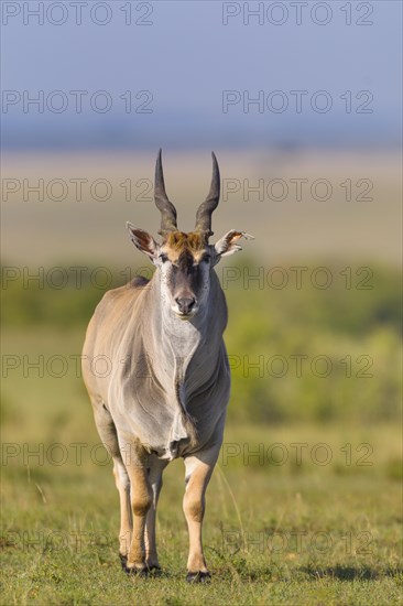 Common eland (Taurotragus oryx) in savanna