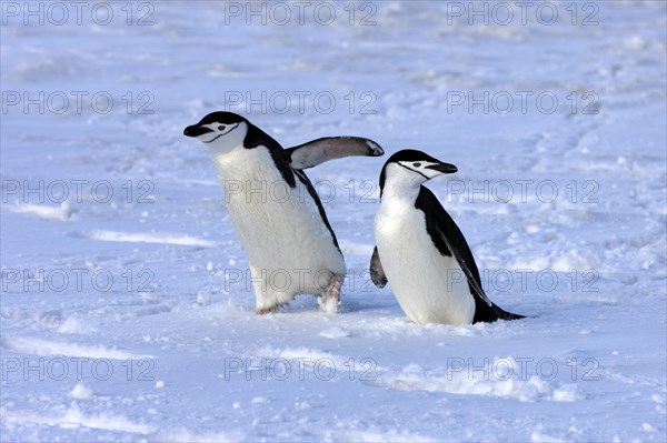 Chinstrap penguins (Pygoscelis antarctica) pair