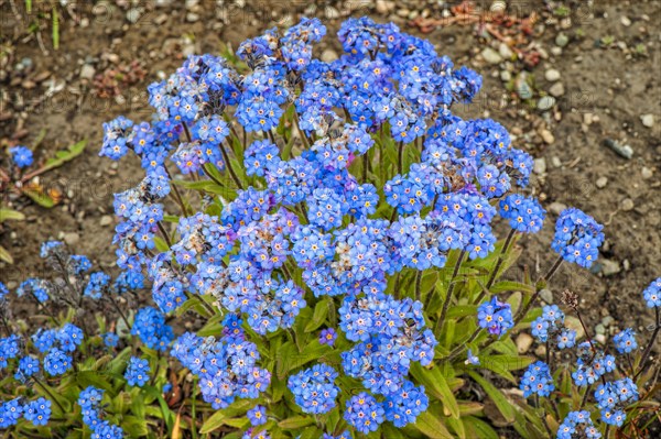 Forget-me-not (Myosotis sylvatica)