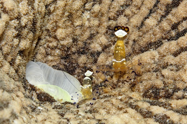 Two Pacific Clown Anemone Shrimps (Periclimenes brevicarpalis) on Anemone