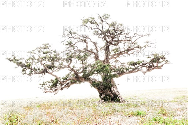 Argan (Argania spinosa)