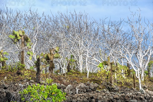 Palo Santo trees (Bursera graveolens) and Giant Prickly Pear Cactuses (Opuntia robusta)