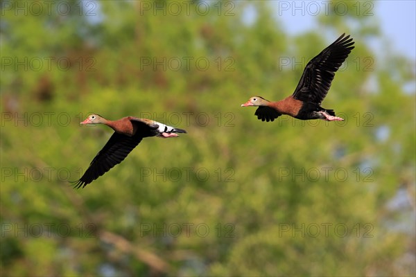 Two Black-bellied Whistling Ducks (Dendrocygna autumnalis)