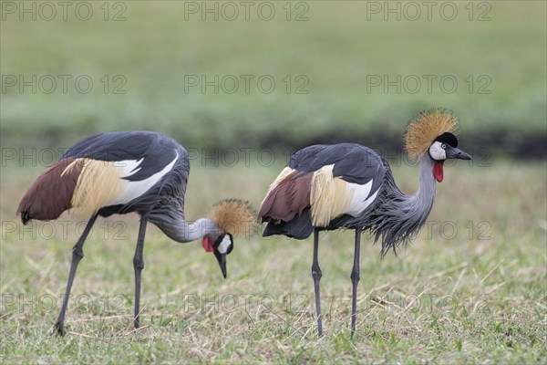 Grey Crowned Cranes (Balearica regulorum)