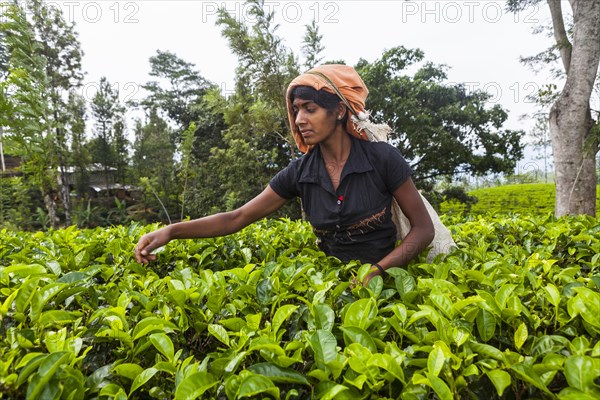 Tea picker