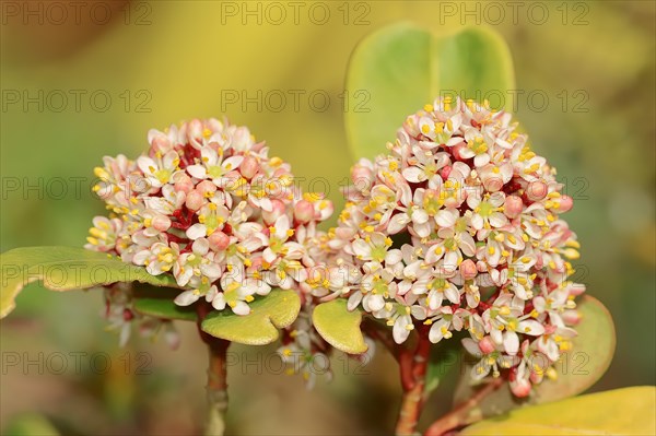 Japanese Skimmia (skimmia japonica)