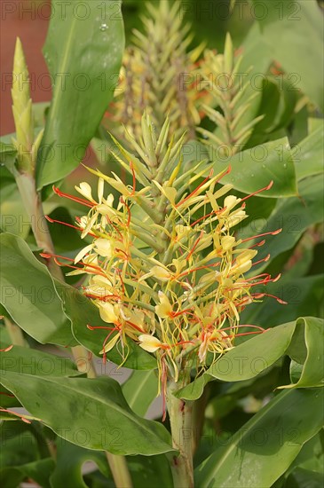 Kahili Ginger (Hedychium gardnerianum)