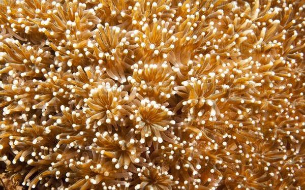 Flower Pot Coral (Goniopora sp.)