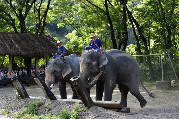 Asian or Asiatic Elephant (Elephas maximus) during a demonstration in Maetaman Elephant Camp