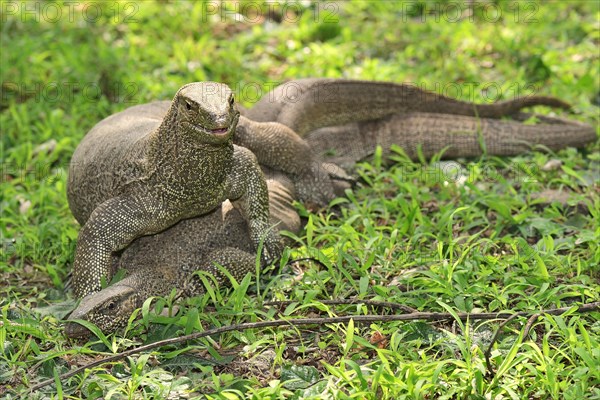 Bengal Monitors (Varanus bengalensis) mating