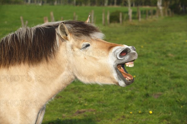 Yawning horse