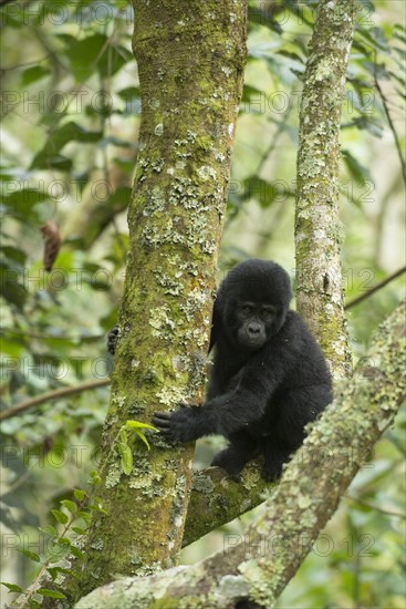 Mountain Gorilla (Gorilla beringei beringei)