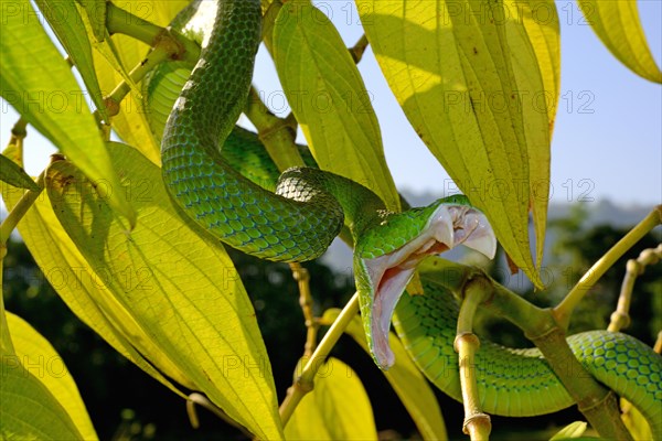 Barat Bamboo pitviper (Trimeresurus sabahi barati)