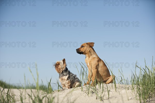 A Yorkshire Terrier and a mixed breed puppy sitting on a dune at the beach