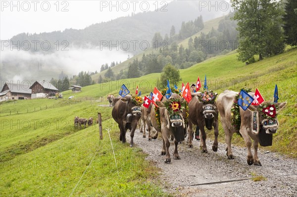 Cows decorated with large bells