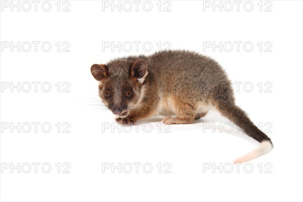 Common Ringtail Possum (Pseudocheirus peregrinus)