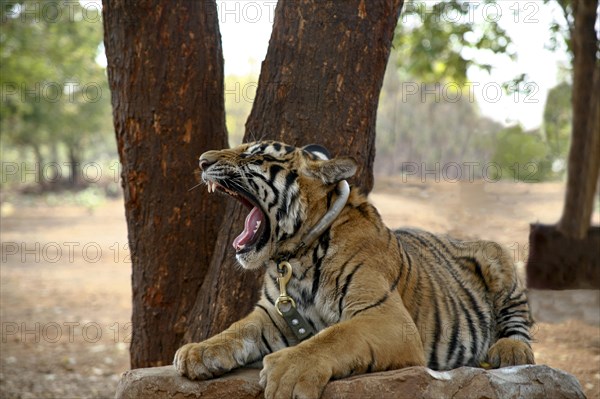 Tiger Temple or Wat Pa Luangta Bua