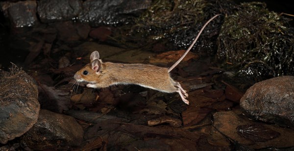 Yellow-necked Mouse (Apodemus flavicollis)