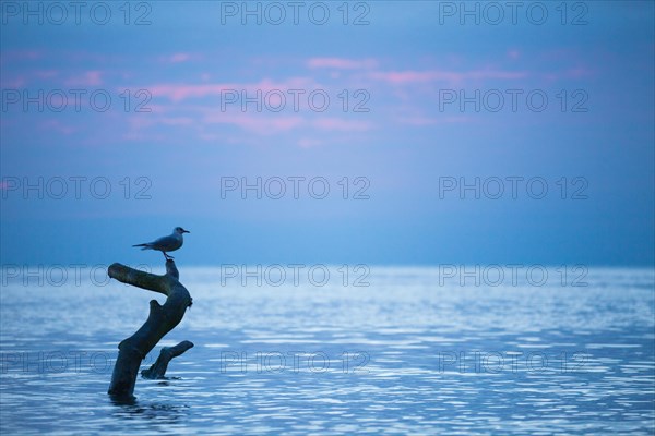 Seagull perched on a tree branch in the water