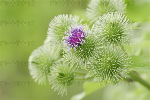 Greater Burdock (Arctium lappa)