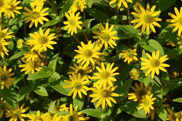 Mexican Creeping Zinnias (Sanvitalia procumbens)