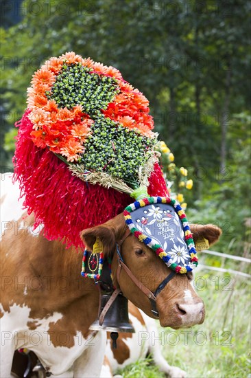 Decorated cow